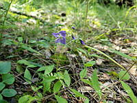 APE0007 Veronica mexicana.jpg