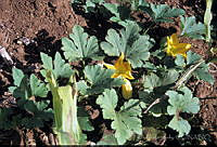 DK2333 Cucurbita sp..jpg