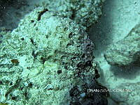NE018 0778 Stenoplax.jpg