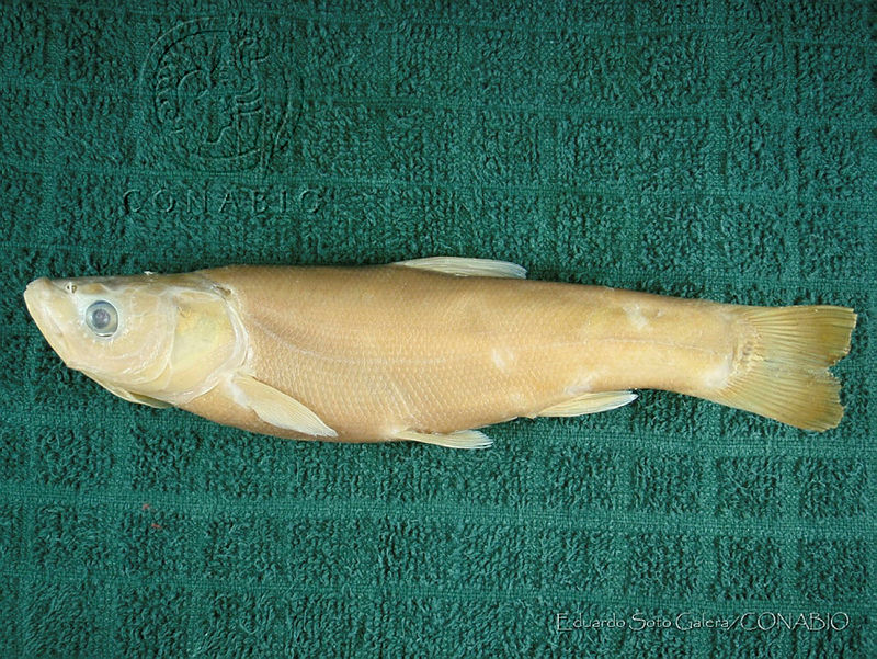 ESG0238%20Algansea%20popoche.jpg.rSfCn P0MaXJV5lhQA3g0JtbmFja29CbnFuZ3NAbXJ6LGtwZwA.sx2gXsJhqX