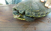 NE017 255 Dermatemys mawii.jpg