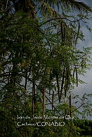 IMDOC4149 Delonix regia.jpg