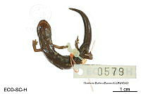 ME006 herp SCLC 0213 Bolitoglossa lincolni - (Stuart, 1943).jpg