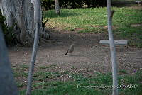 PRB0488 Toxostoma curvirostre.jpg