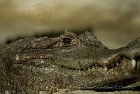 MASM04956 Crocodylus acutus.jpg