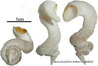 KT014 0879 Vermicularia pellucida.JPG