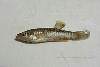 HE009 P 0272 Fundulus sp.JPG