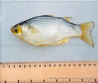 JMHS0022 Mugil cephalus Mugil cephalus.jpg