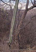 DK0138 La Cañada, Oaxaca.jpg