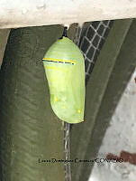 LDC 006 Danaus plexippus.jpg