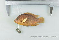 SGQ1869 Herichthys deppii.jpg