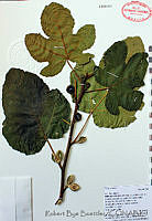 RBB0131 Ficus carica.tif