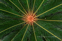 IMDOC 5946 Cycas revoluta.jpg