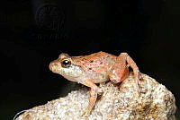 JEPS012 Craugastor rupinius.jpg