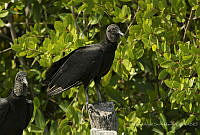 MASM07204 Coragyps atratus.jpg
