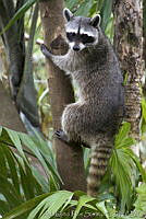 ARS00654 Procyon lotor.jpg