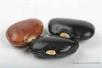 IMDOC2540 Phaseolus lunatus.jpg