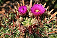 FGG001 Mammillaria sp..jpg