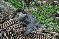 NG001 Crocodylus moreletii.jpg