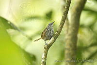 MGaves 2336 Pheugopedius maculipectus.jpg