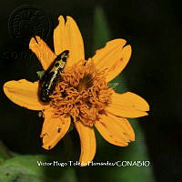 VHTH002 Acmaeodera scalaris.JPG
