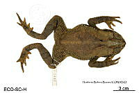 ME006 herp SCLC 0011 Incilius tutelarius - (Mendelson, 1997).jpg