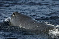 CNS0833 Physeter macrocephalus.jpg
