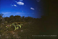 FGM2068 San Fernando, Tamaulipas.JPG