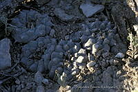 AB0223 Lophophora williamsii.jpg