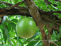 JF078 0229 Crescentia cujete.jpg