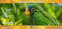 VALLA45X21_Loro-frente-blanca.jpg