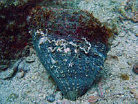 ISABK039-102 Pinna rugosa.jpg