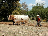 AL 001 Bos taurus.jpg