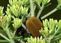 VHTH016 Hologymnetis cinerea.JPG