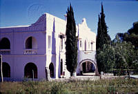 FGM3180 Cupressus sempervirens.JPG