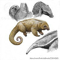 MAPM0399 Cyclopes didactylus.jpg