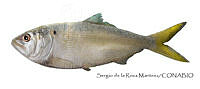SRM0097 Brevoortia gunteri.jpg