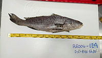 RE006 0056 Totoaba.tif