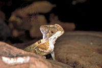 GC0075 Corytophanes cristatus.jpg
