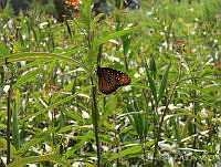 CGL2643 Danaus gilippus ssp. thersippus.jpg