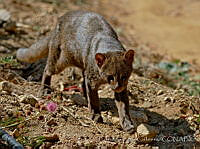 ELC0096 Puma yagouaroundi.jpg