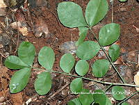 EMMS0023 Attilaea abalak.jpg