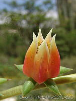 OTV2824 Echeveria sp..jpg