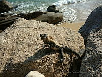 JSP01 Ctenosaura pectinata.jpg