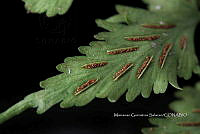 Zongo 3164 Asplenium laetum Sw..jpg