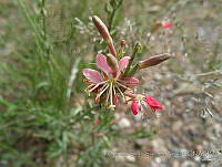 ASSA036 Oenothera suffrutescens.jpg