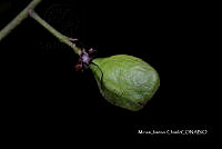 Ayotox 1518 Hirtella triandra subsp. media.jpg