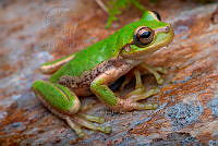 VHJA 0034 Sarcohyla cyclada.jpg