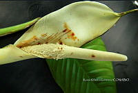 Yolox 951 Philodendron inaequilaterum.jpg