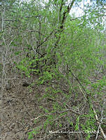 MRG-2017-414A Phaulothamnus spinescens (MRG-10ago17-e).JPG